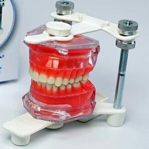 Typodonto Tradicional